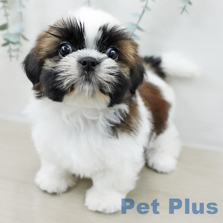 シー・ズーの写真2