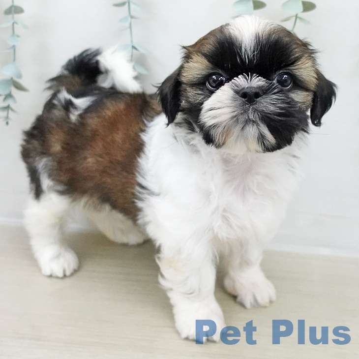 シー・ズーの写真2