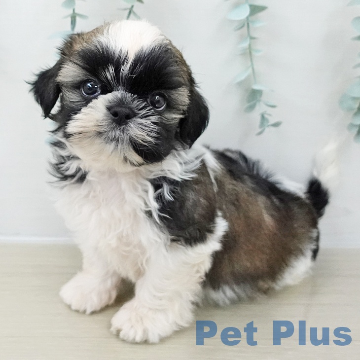 シー・ズーの写真2