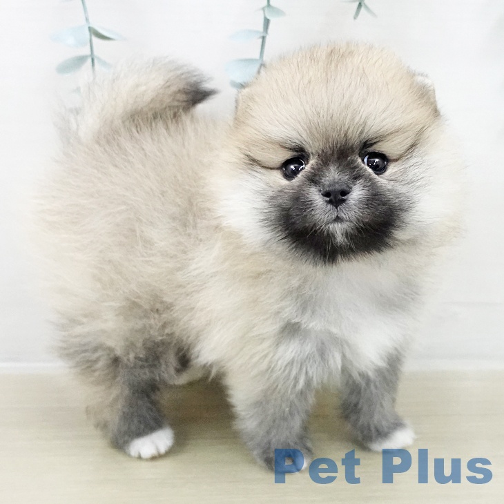 ポメラニアンの写真2