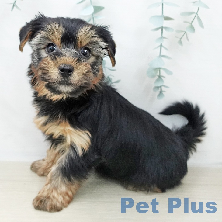 ヨークシャー・テリア