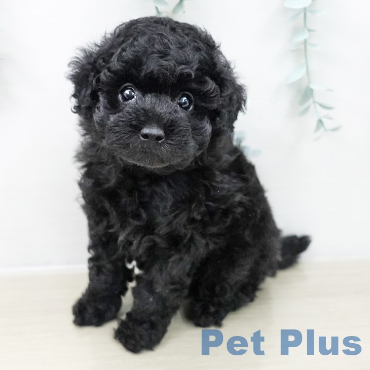 トイ・プードル