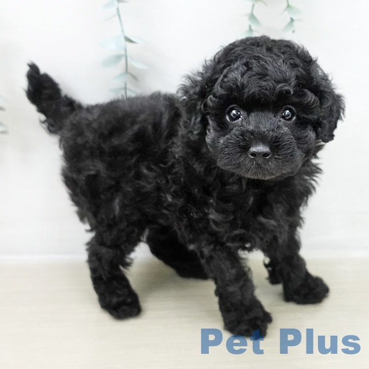 トイ・プードルの写真2