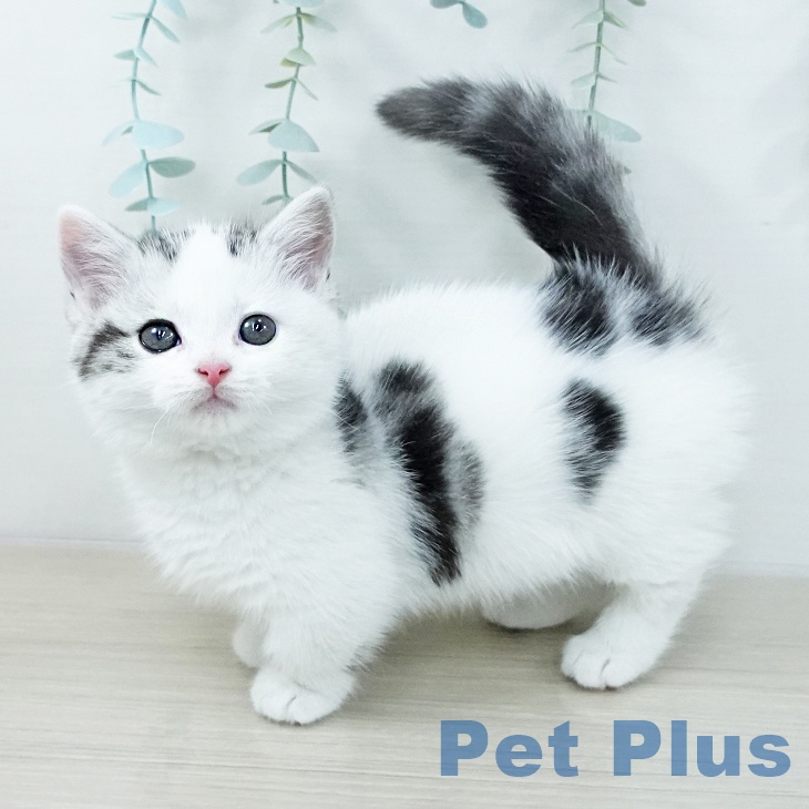 マンチカンの写真2