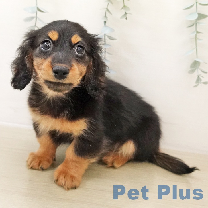 ミニチュア・ダックスフンド