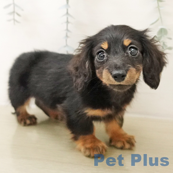 ミニチュア・ダックスフンド