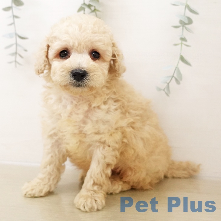 トイ・プードル