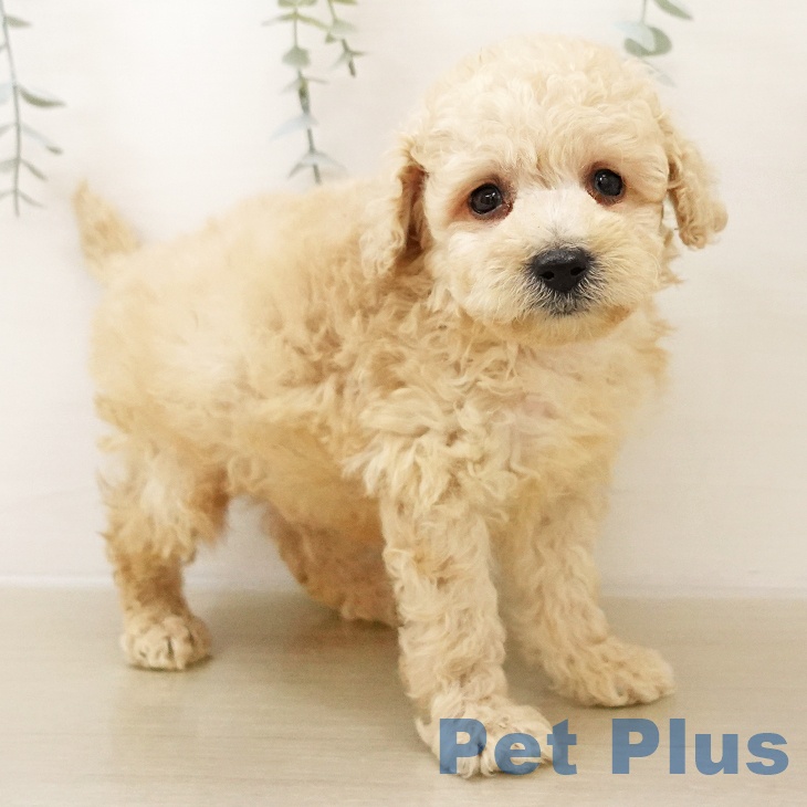 トイ・プードルの写真2