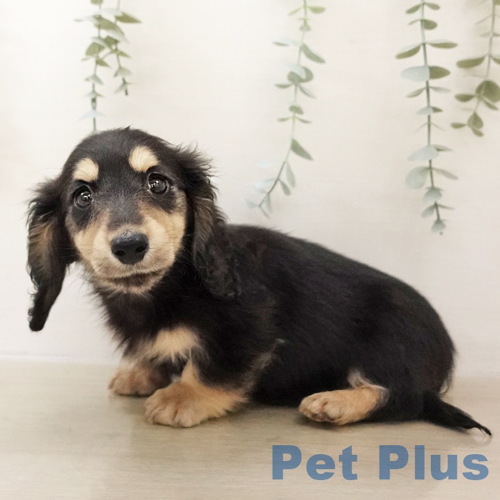 ミニチュア・ダックスフンド