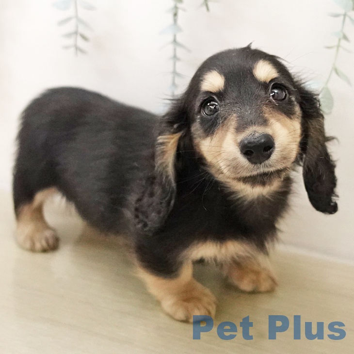 ミニチュア・ダックスフンドの写真2