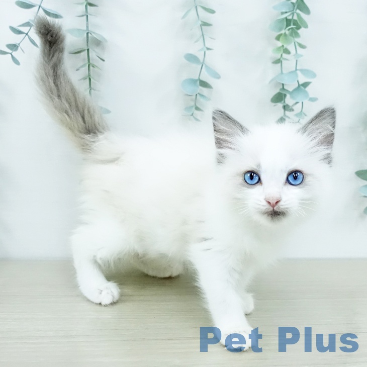 ラグドールの写真2