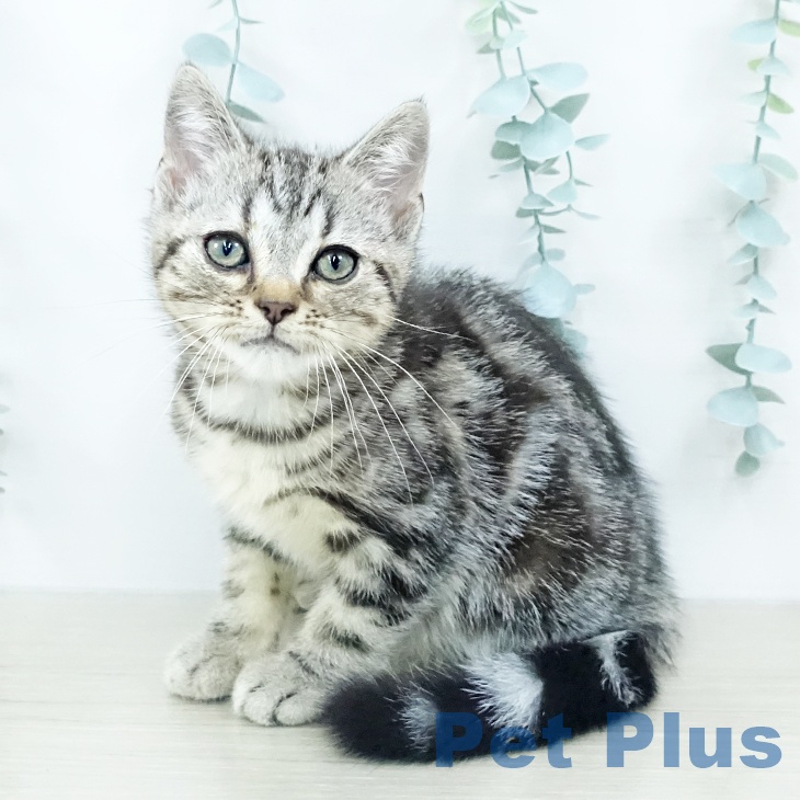 アメリカンショートヘア