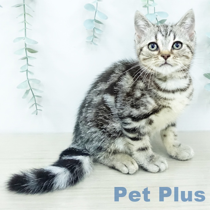 アメリカンショートヘアの写真2