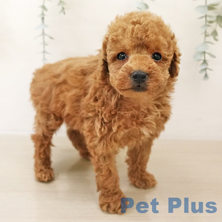 トイ・プードル