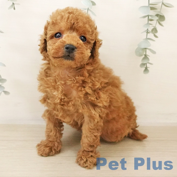 トイ・プードルの写真2