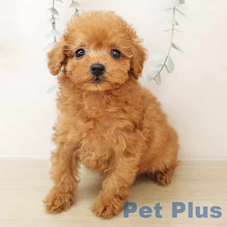 トイ・プードル