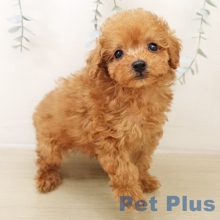 トイ・プードルの写真2