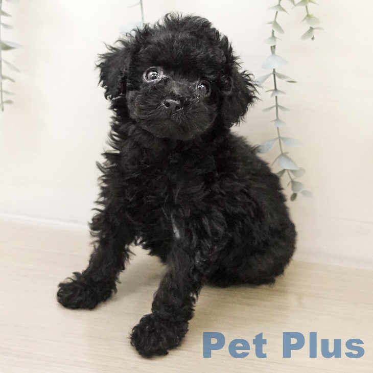 トイ・プードル