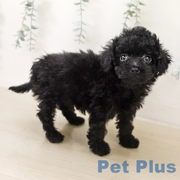 トイ・プードルの写真2