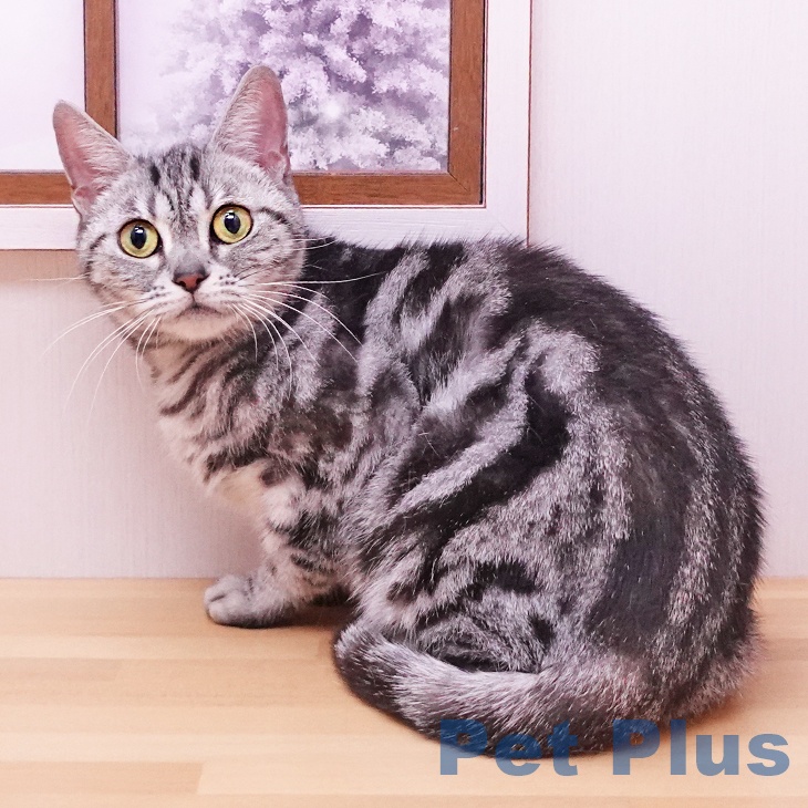 アメリカンショートヘア