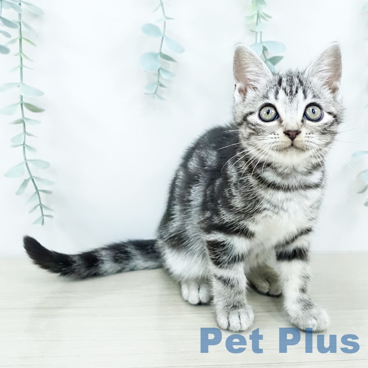 アメリカンショートヘア