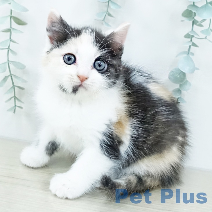 アメリカンカール