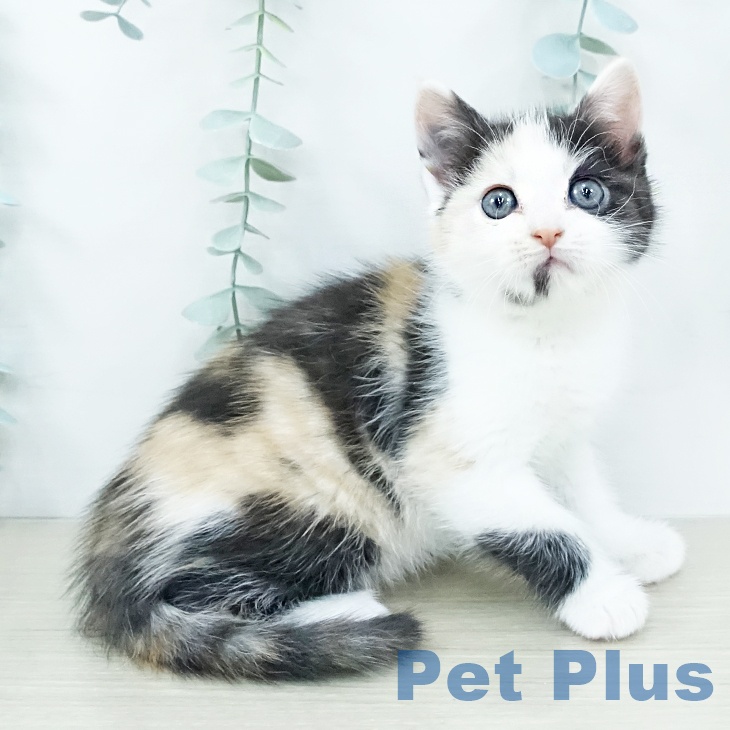 アメリカンカール