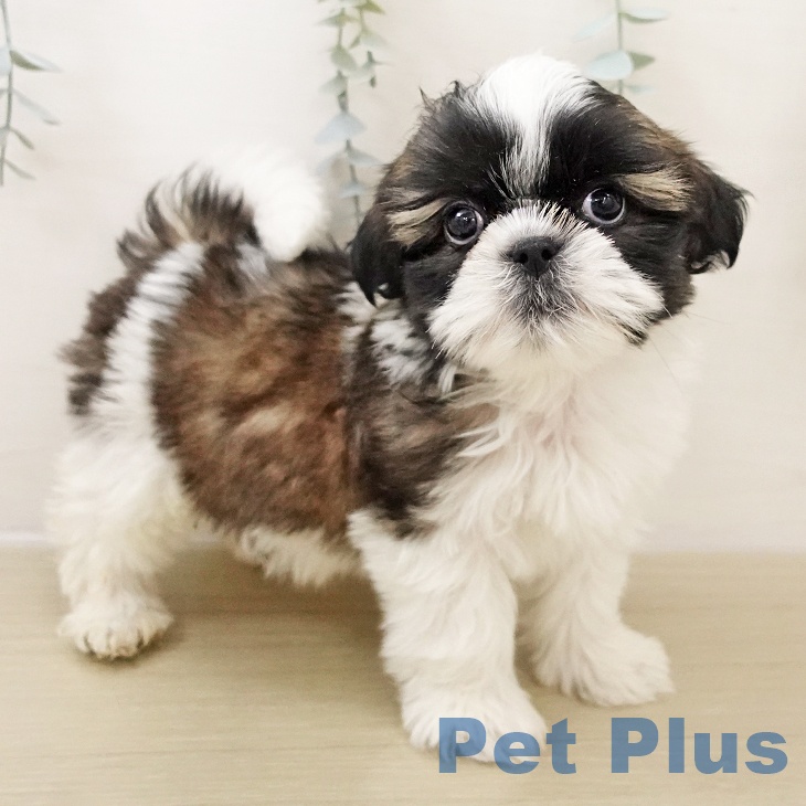 シー・ズーの写真2