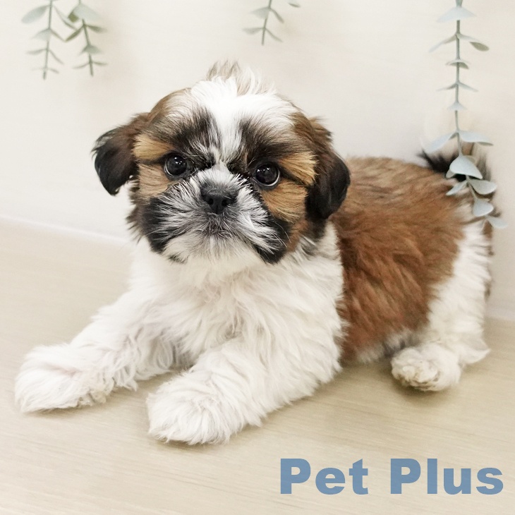 シー・ズーの写真2