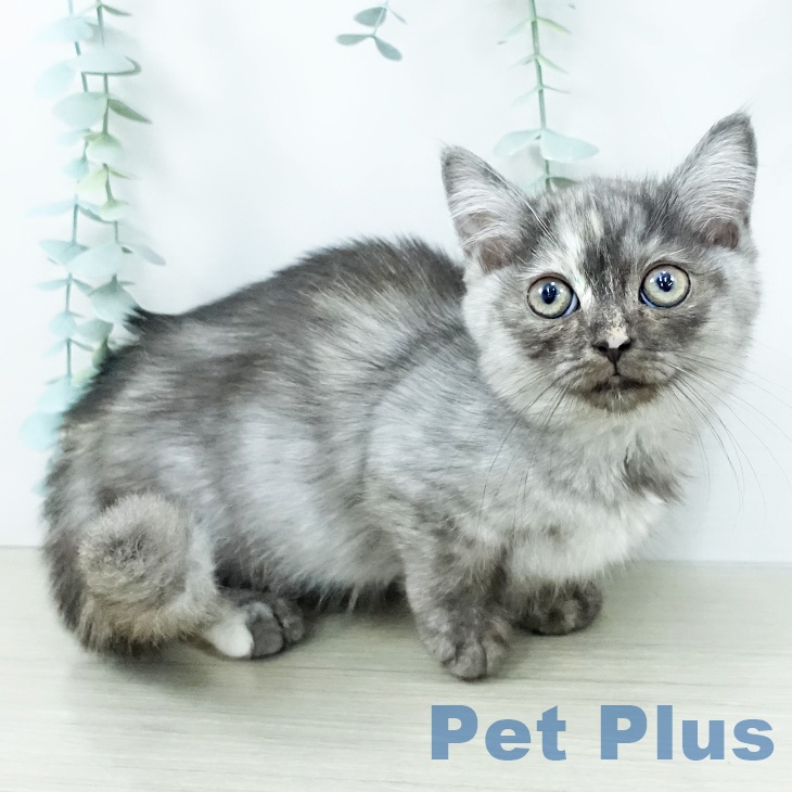 ミヌエットの写真2