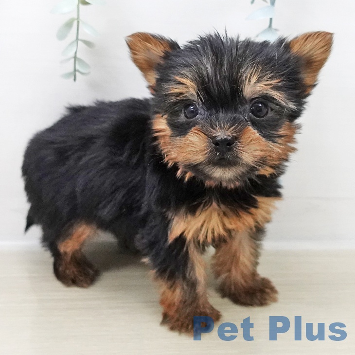 ヨークシャー・テリア