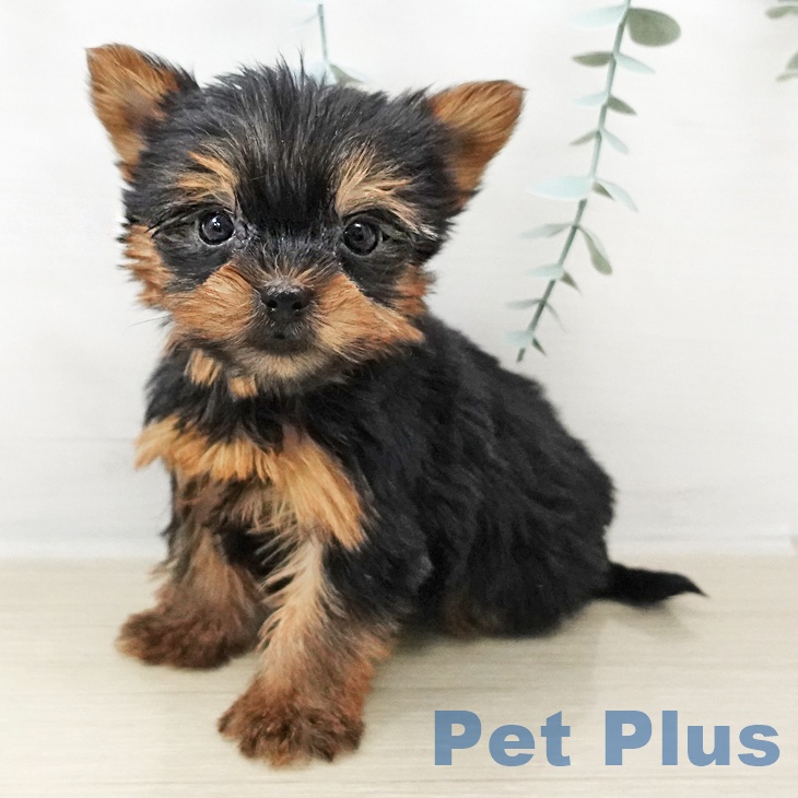 ヨークシャー・テリア