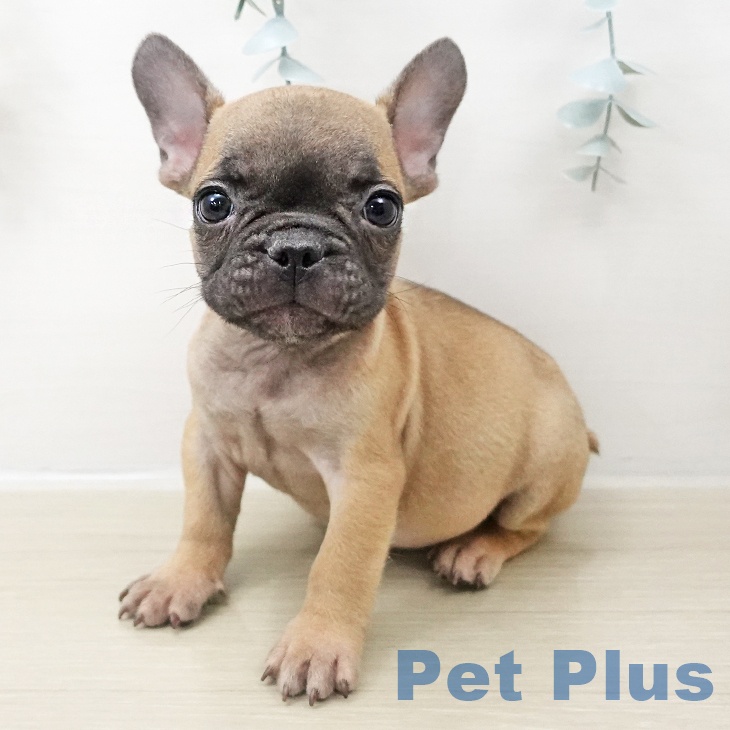 フレンチ・ブルドッグ