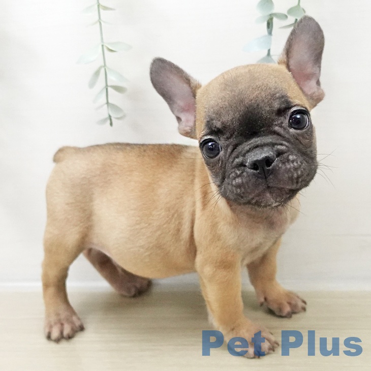 フレンチ・ブルドッグの写真2