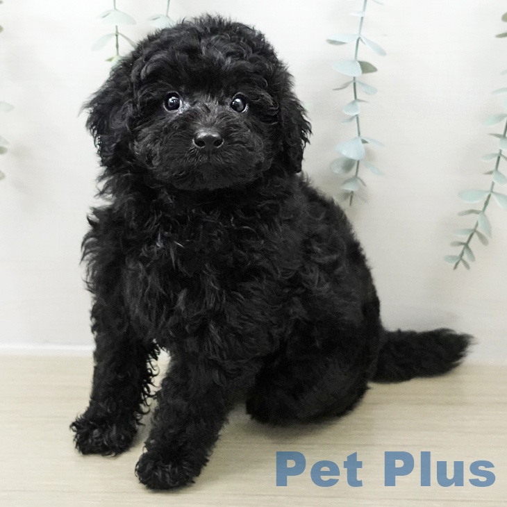 トイ・プードル