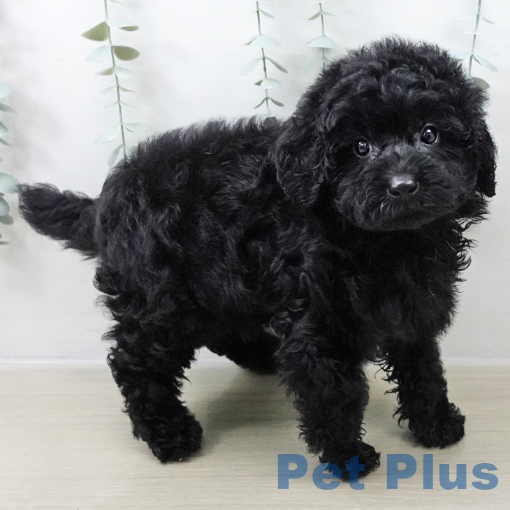 トイ・プードル