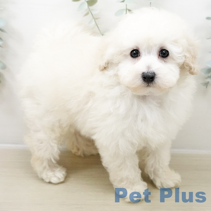 トイ・プードル