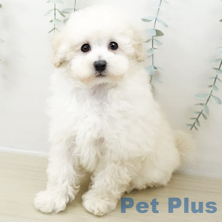 トイ・プードル