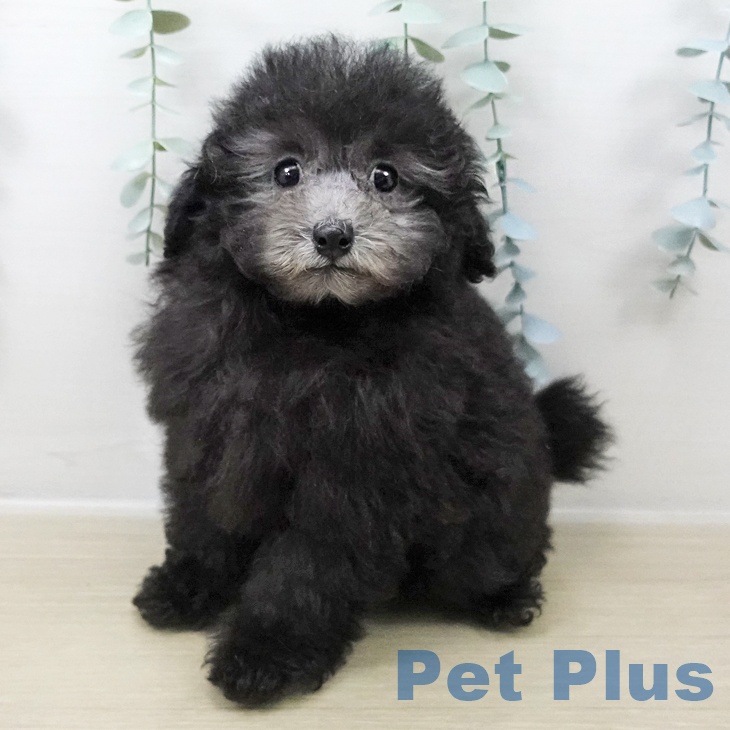 トイ・プードル