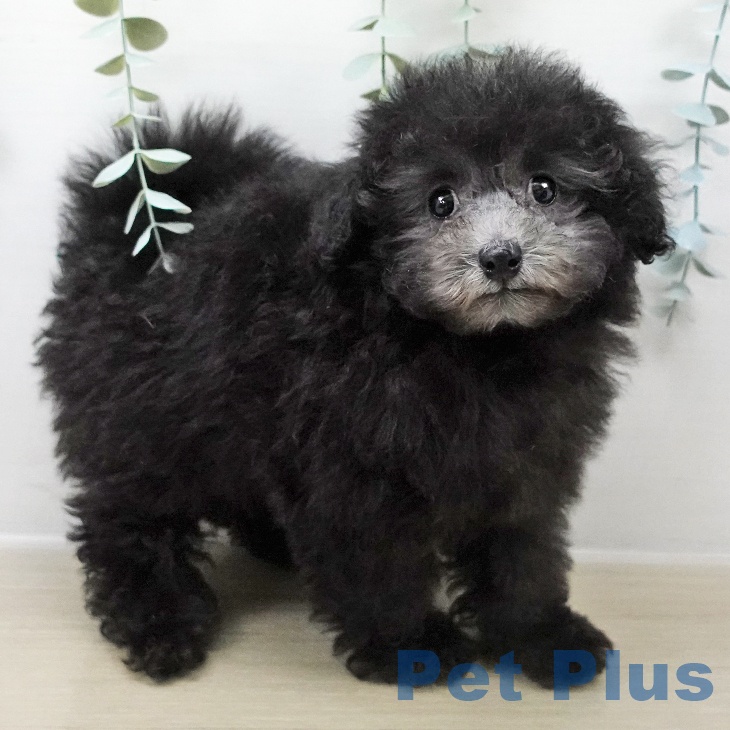 トイ・プードル