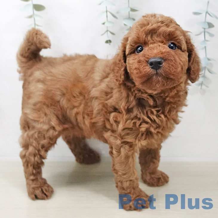 トイ・プードル