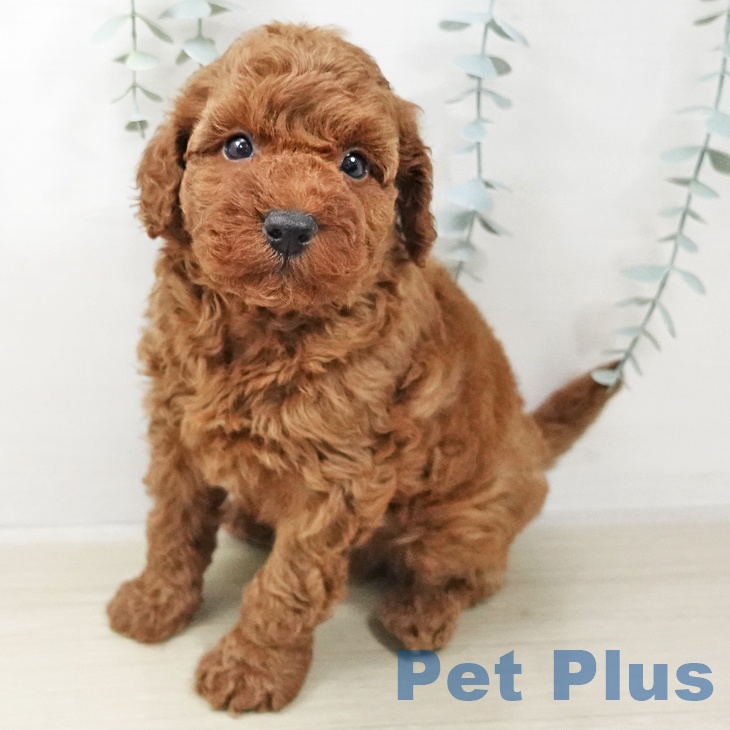 トイ・プードル