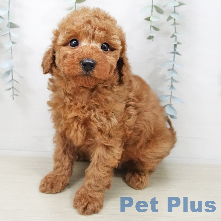 トイ・プードル