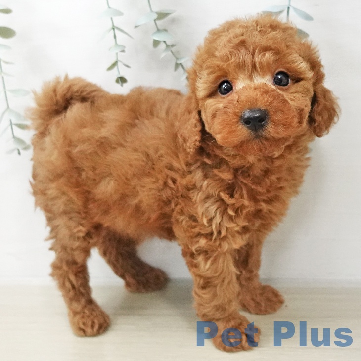 トイ・プードル