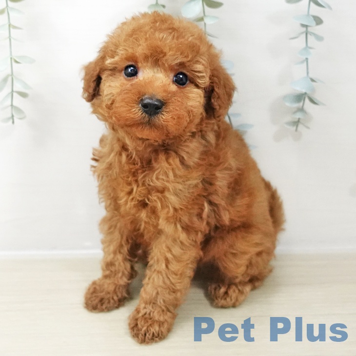 トイ・プードル