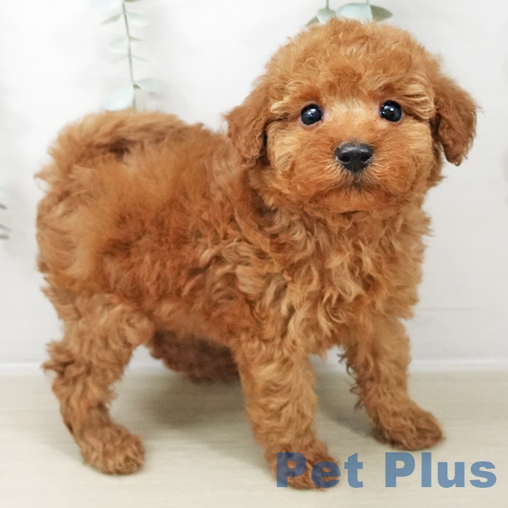 トイ・プードル