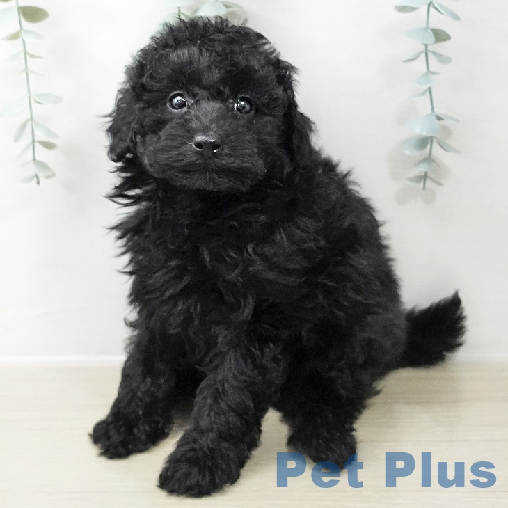 トイ・プードル