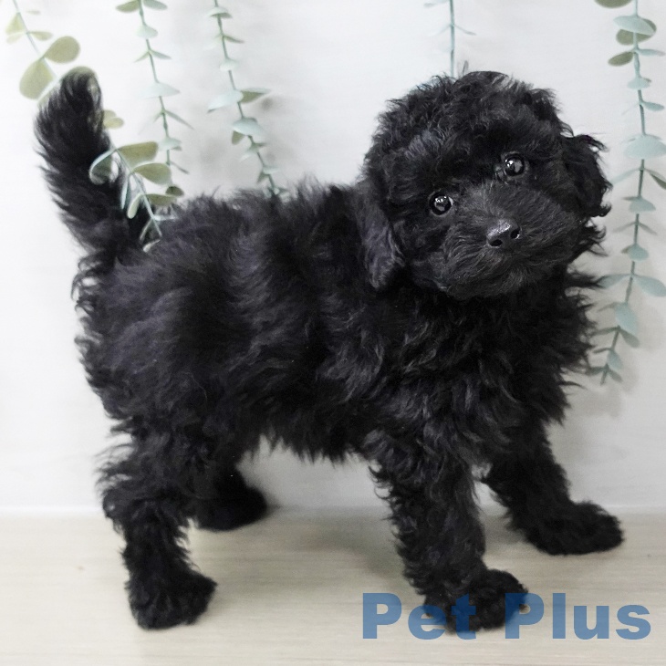 トイ・プードルの写真2