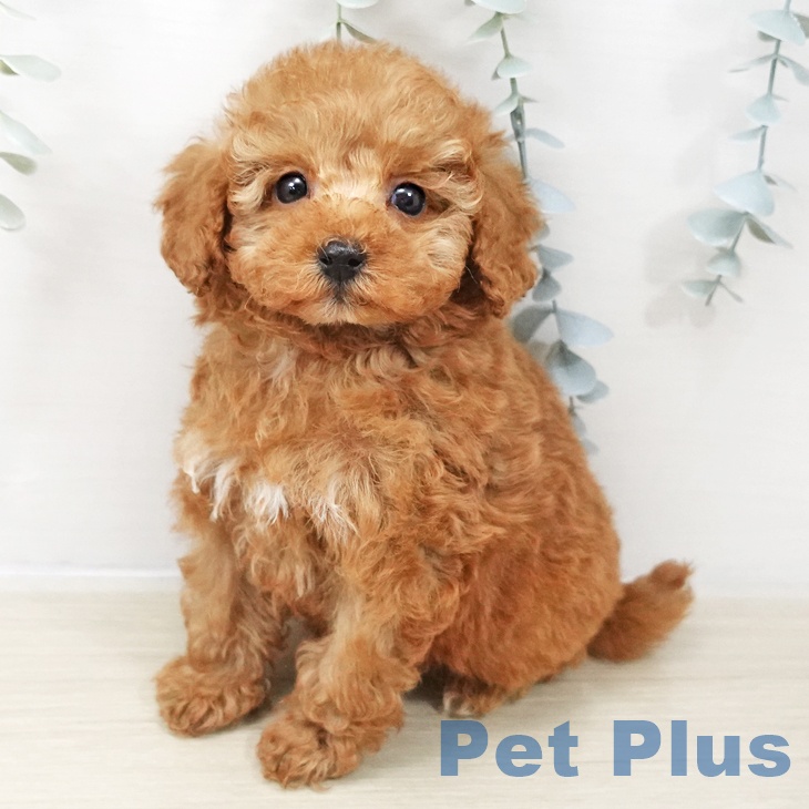 トイ・プードル