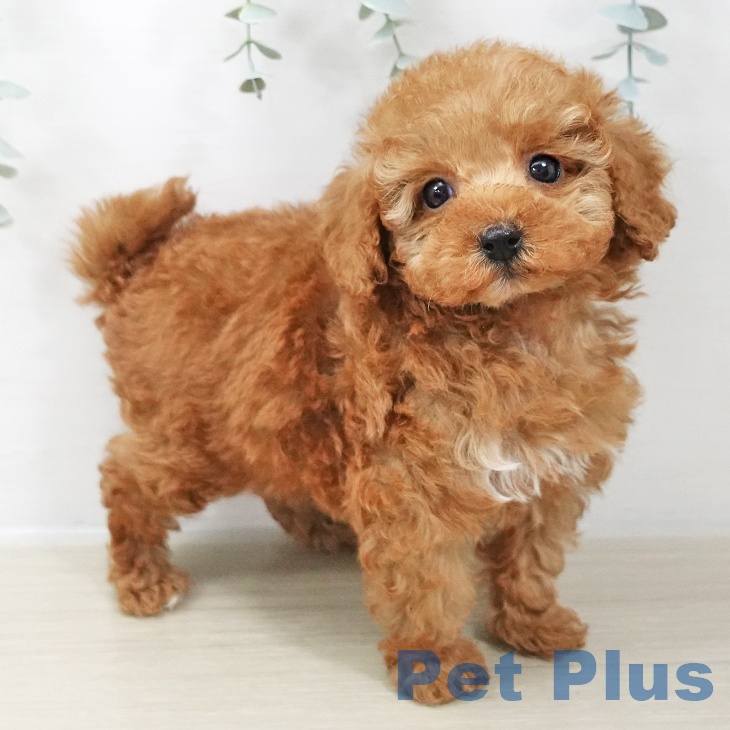 トイ・プードル